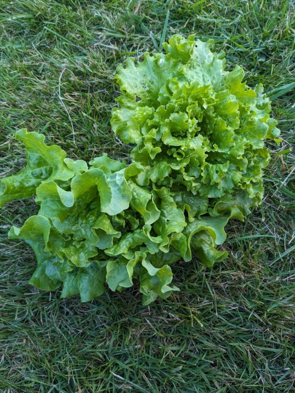 salade15juin.jpg