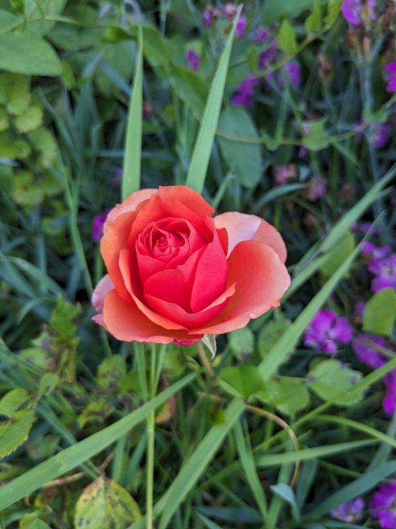 rose saumon15juin.jpg