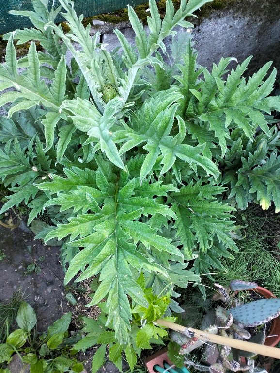 IMG20240616083307.jpg