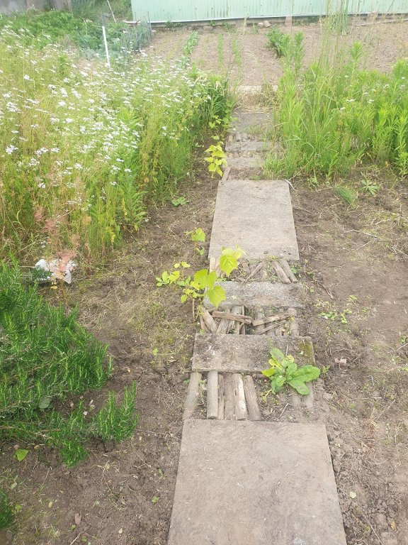 240613 désherbage_3.jpg