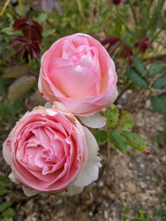 blanc rose 16juin.jpg