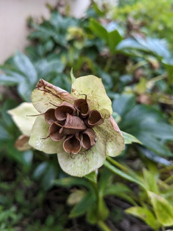 graine hellebore.jpg