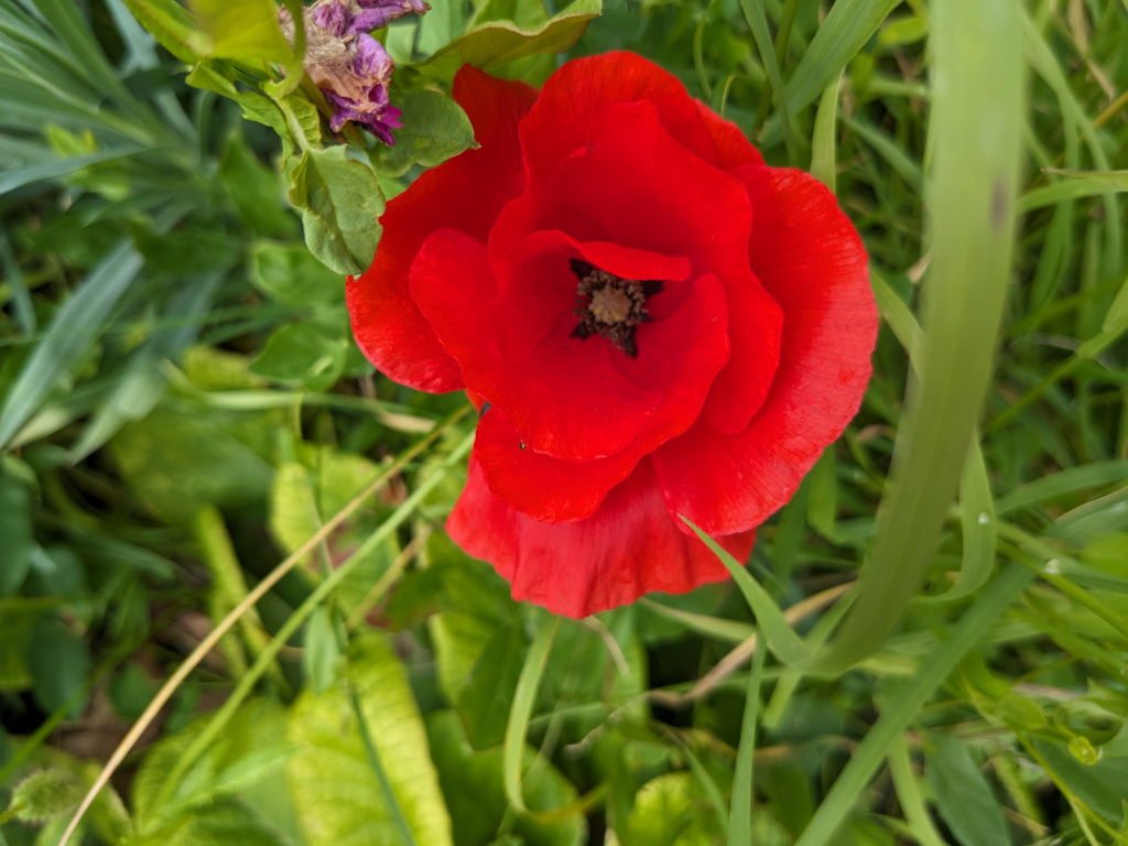coquelicot jardin.jpg