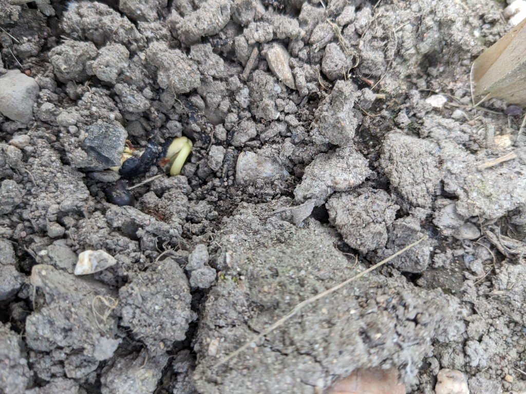 haricot germe18juin.jpg