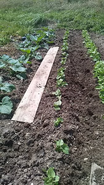 Les courgettes sont en retard mais tout va bien pour les haricots