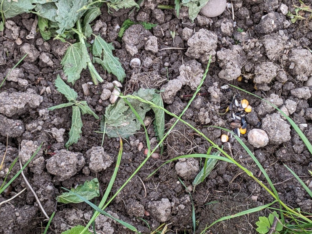 mais tournesol19juin.jpg