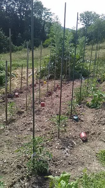 les tomates seront paillées bientôt