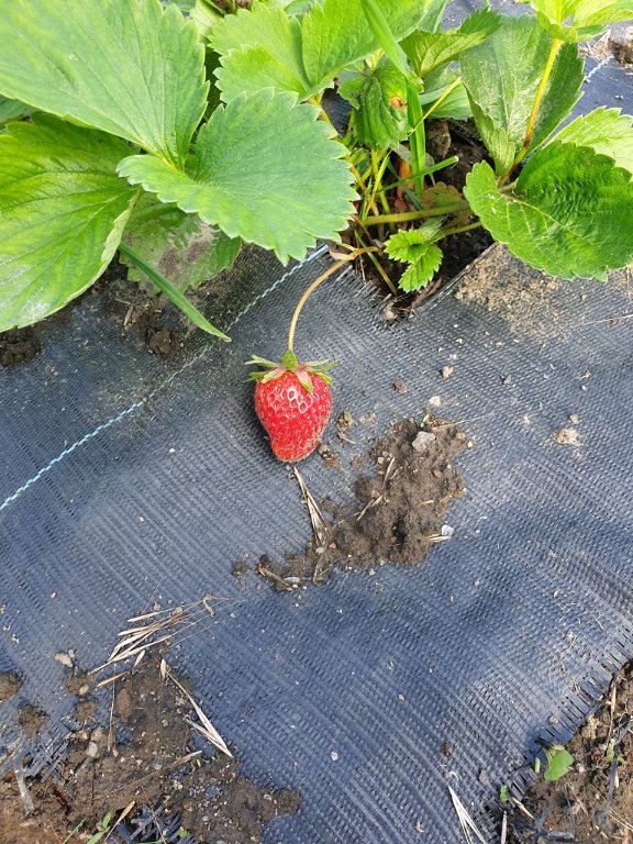 240619 fraise.jpg