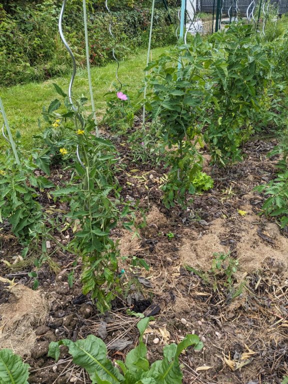 basilic tomates.jpg
