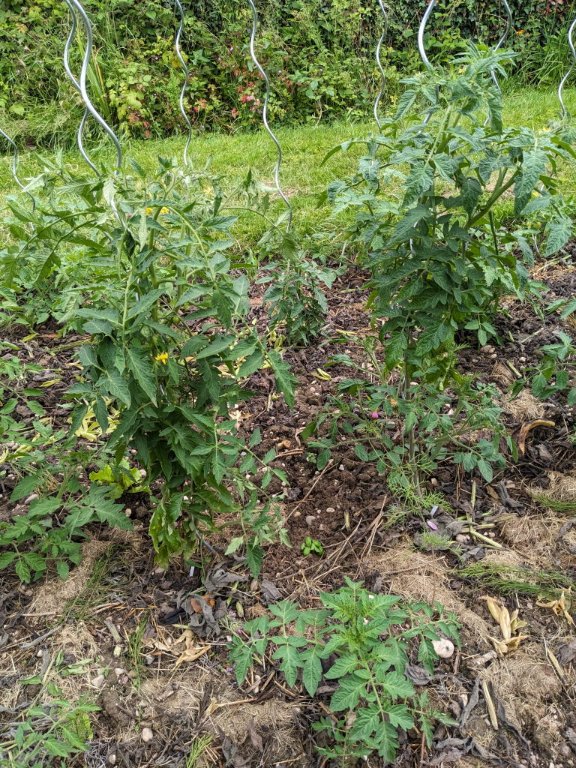 tomates20juin.jpg