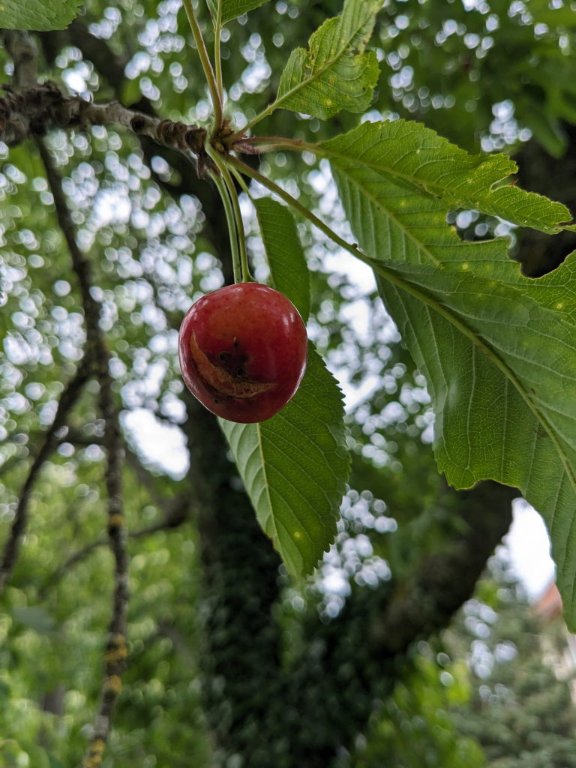 pluie sur cerise.jpg