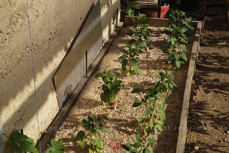 DSC02678.jpg