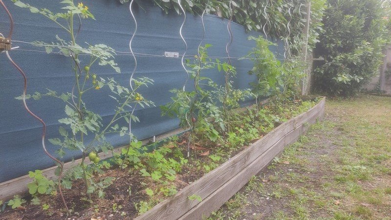 Tomates cerises.jpg