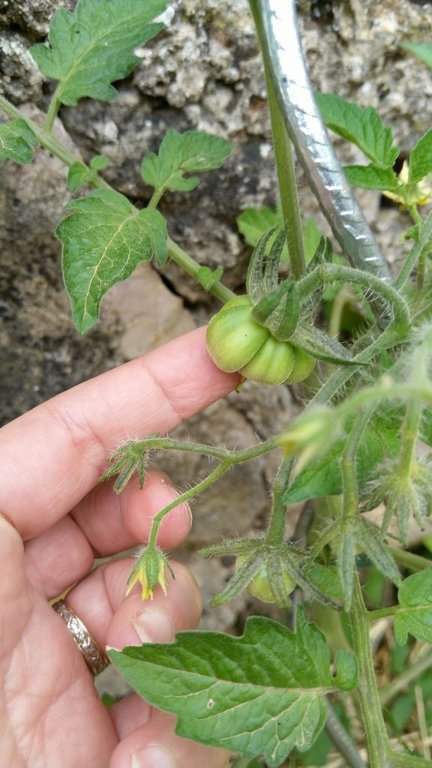 MARMANDE.jpg