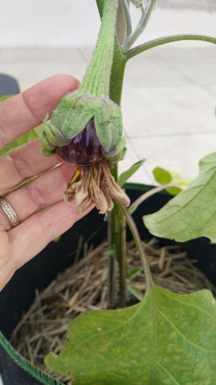 AUBERGINE.jpg