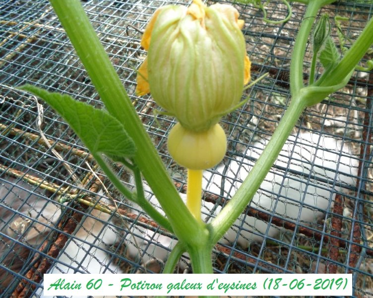 Potiron galeux d'eysines 2 (+).JPG