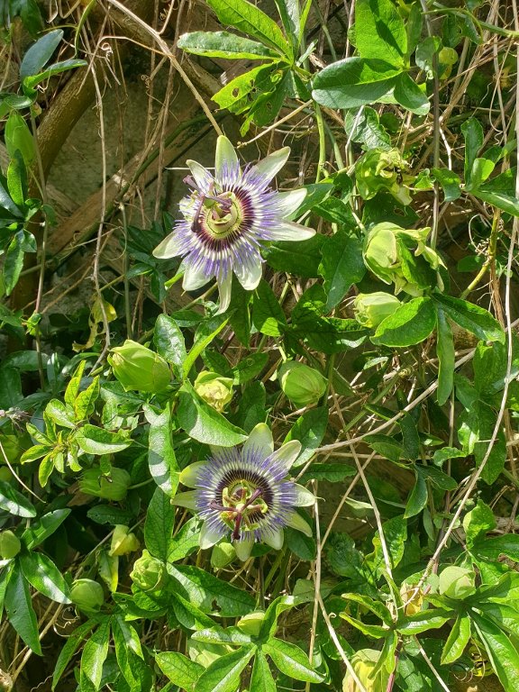 240624 passiflore_2.jpg