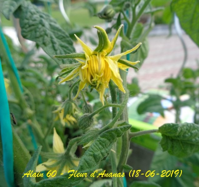 Fleur Ananas (+).JPG