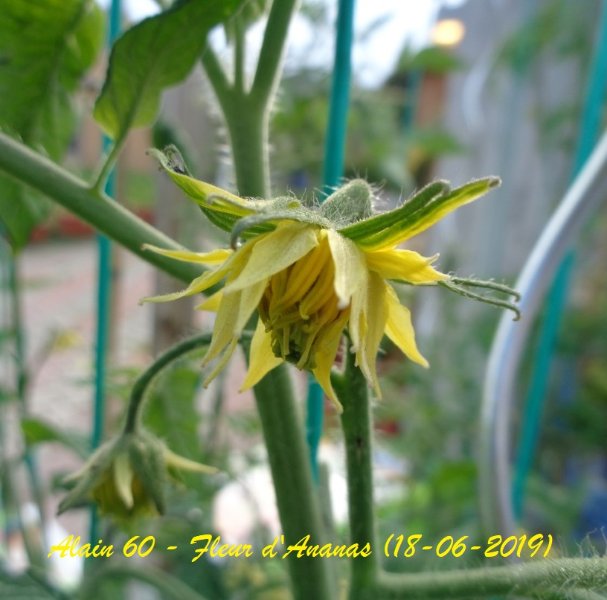 Fleur Ananas 2 (+).JPG