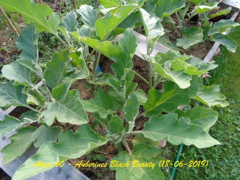Aubergines Black Beauty (+).JPG