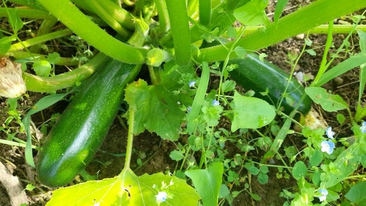 courgette première récolte 27-6-24.jpg
