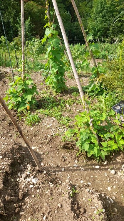 Haricots d'Echenans 27-6-24.jpg