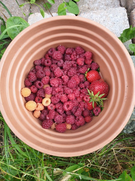 240626 récolte de framboises.jpg