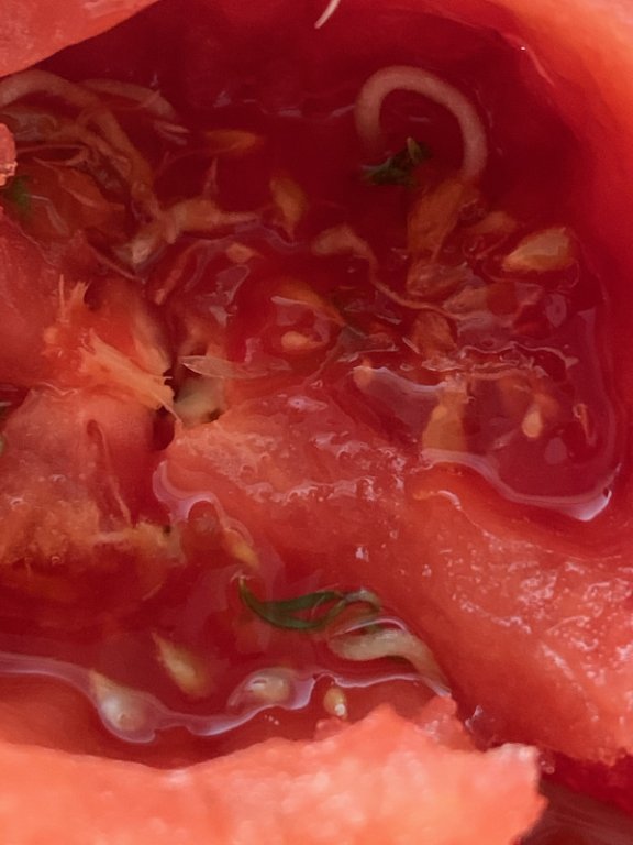 tomate_1.jpg