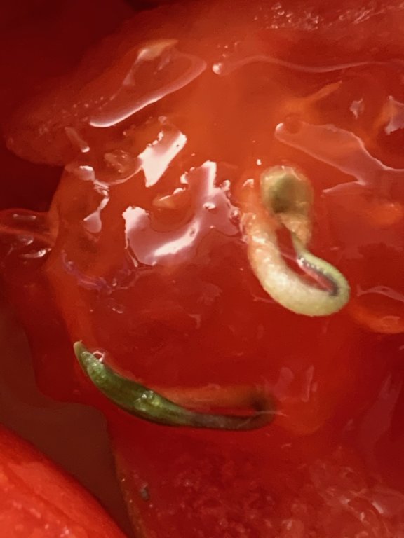 tomate_2.jpg