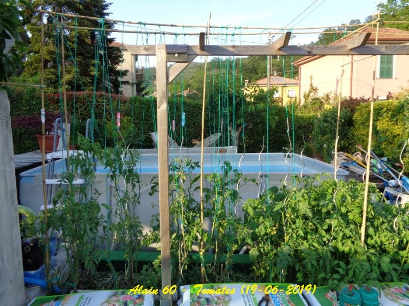 Tomates 2 (+).JPG