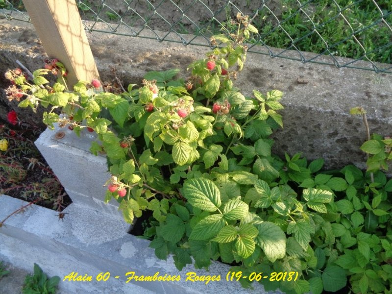 Framboises rouges (+).JPG