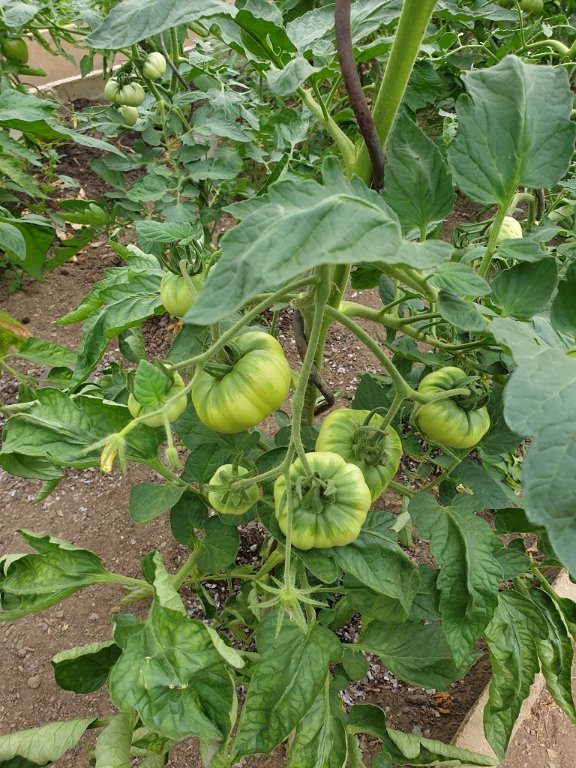 240703 tomate_3.jpg