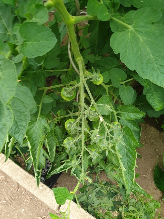 240703 tomate_4.jpg