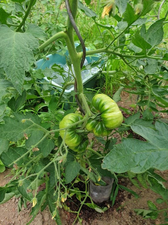 240703 tomate_5.jpg