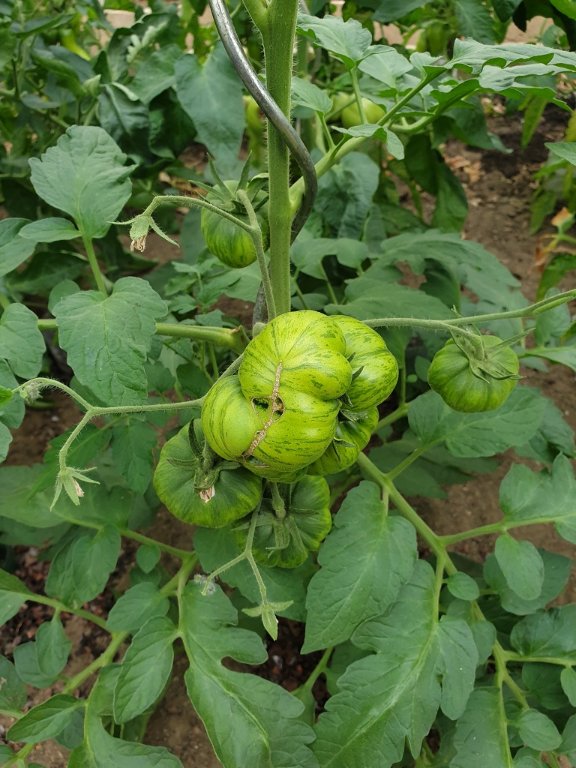 240703 tomate_6.jpg