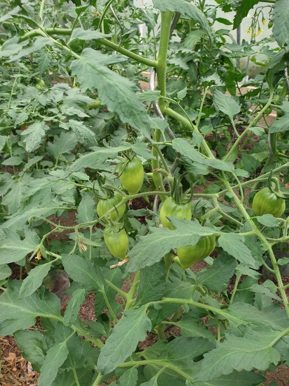 240703 tomate_2.jpg
