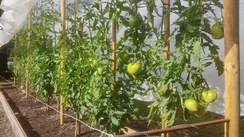 tomates 1 semis.jpg