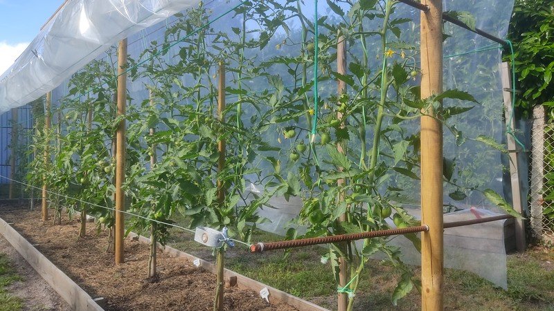 tomates 2 semis.jpg