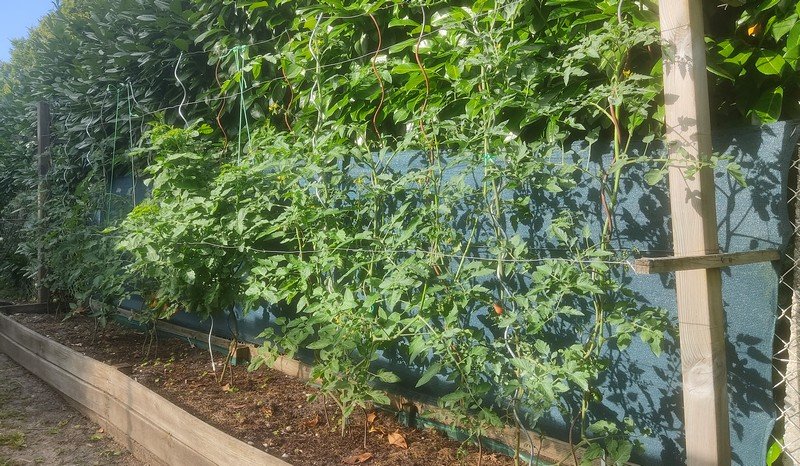 tomates cerises.jpg