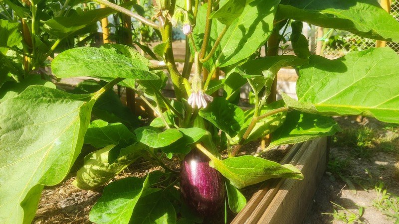 aubergines.jpg