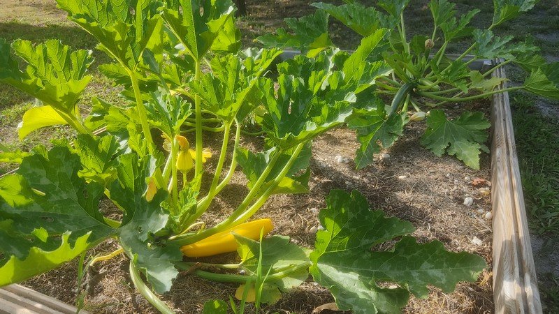 courgettes.jpg
