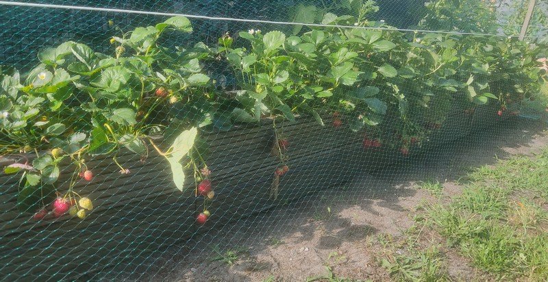 fraises.jpg