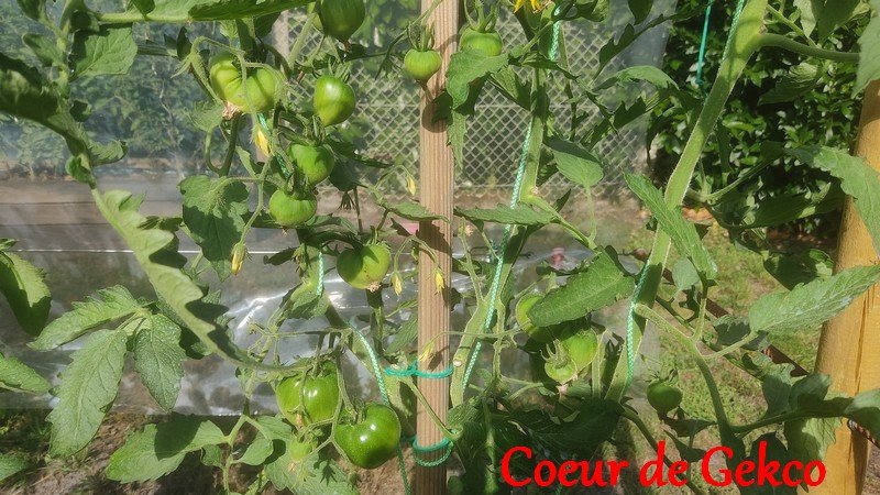 coeur de gecko.jpg
