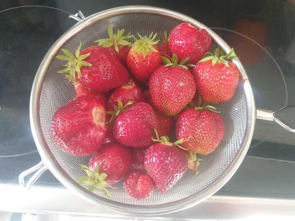 240710 récolte de fraises.jpg