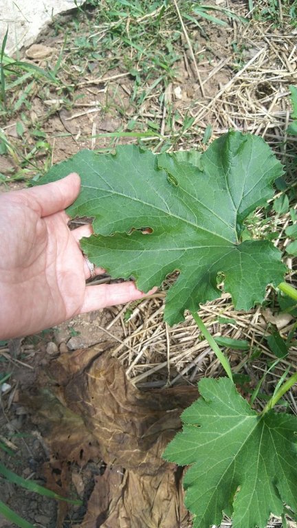 feuille de courgette.jpg