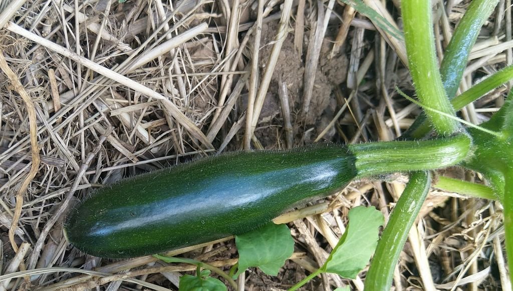 bébé courgette.jpg