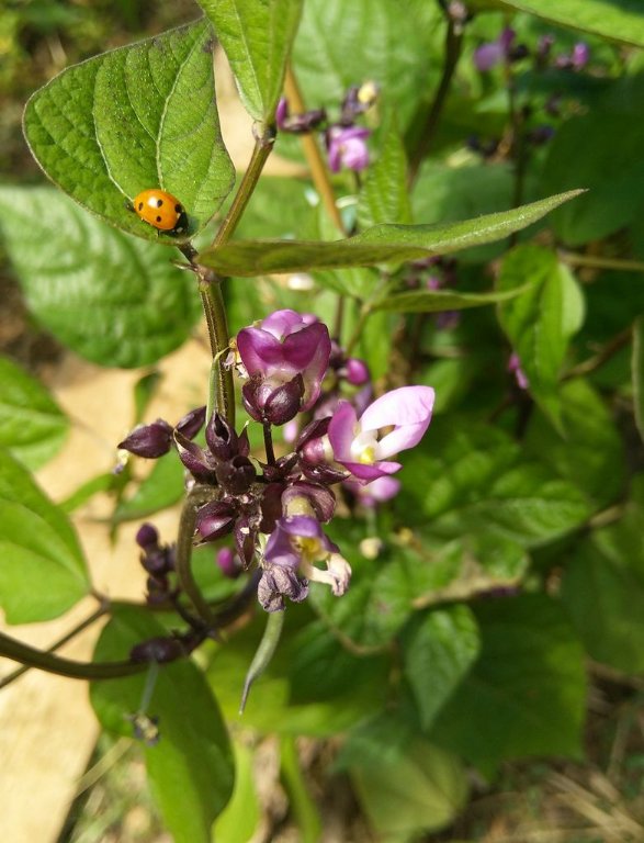 fleur de haricot.jpg