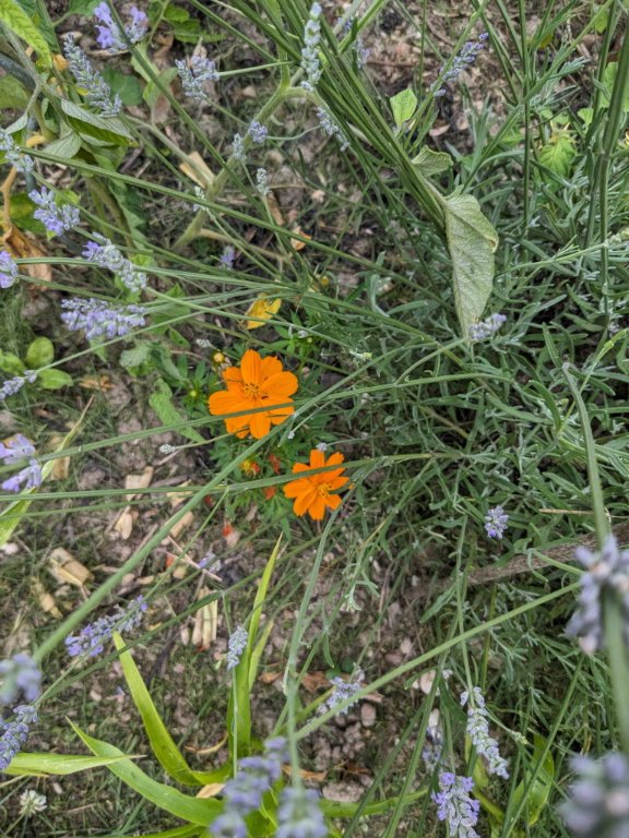 cosmos sulfureux.jpg