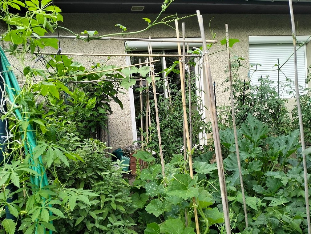 IMG20240720191601.jpg