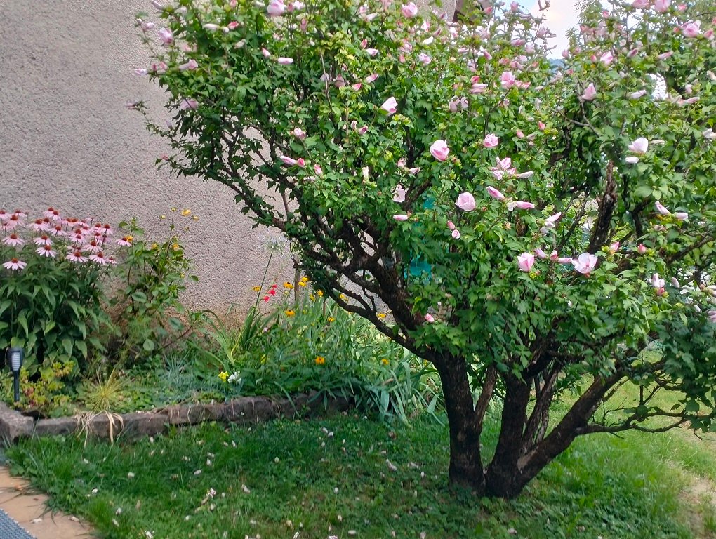 IMG20240720200859.jpg